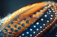 Close-up macro shot of vibrant orange and black spotted feather with intricate natural patterns and textures against dark background for nature designs.