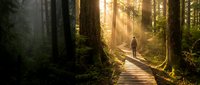 Solitary hiker walking on wooden boardwalk through misty old-growth forest with golden sunlight filtering through tall trees and morning fog.