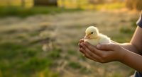 Young child with light skin tone holding a fluffy yellow duckling in cupped hands outdoors on a farm, perfect for agriculture, animal care, and childhood education content.