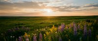 Sunset over wildflower meadow with purple lupines and golden light illuminating rolling green fields under dramatic cloudy sky for nature backgrounds.
