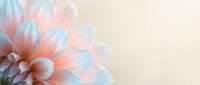 Soft pastel dahlia flower with delicate pink and blue petals on cream background for spring wedding invitations and feminine design projects.