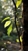 Young green fruits and leaves on dark branch backlit by soft morning sunlight creating dreamy bokeh effect in background. Natural organic garden scene.
