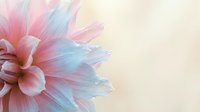 Soft pastel dahlia flower with delicate pink and blue petals on cream background for wedding invitations, greeting cards and feminine design projects.