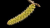 Hazel catkin with yellow-green flowers isolated on transparent background, ready for stickers, clipart, print on demand, sublimation, and t-shirt design use.