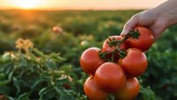 Hand holding fresh ripe tomatoes on vine in agricultural field during golden hour sunset. Organic farming harvest concept for healthy food production.