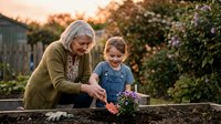 Caucasian senior woman with gray hair and young child planting flowers together in raised garden bed during golden hour, depicting intergenerational gardening and outdoor learning.