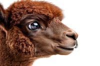 Close-up profile portrait of brown alpaca head showing detailed fur texture and striking blue eye against white background, isolated for design and commercial use.