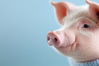 Close-up portrait of young pink pig with curious expression against blue background, highlighting soft skin texture and distinctive snout. Suitable for agriculture themes.