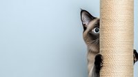 Playful Siamese cat peeking from behind scratching post against light background, showing bright blue eyes and characteristic dark points. Pet photography.