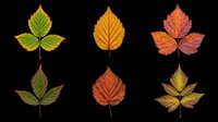 Six colorful autumn leaves in red, orange, green, and brown tones, isolated on transparent background, ready for stickers, clipart, t-shirt design, and print on demand.