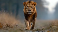 Majestic male lion with golden mane walking through dry savanna grass at dawn, dramatic lighting creates moody atmosphere in African wildlife setting.