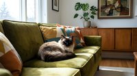 Tabby cat resting on green upholstered sofa with decorative pillows in bright living room with wooden paneling and houseplants.