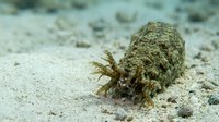 Sea cucumber crawling on sandy ocean floor with textured skin and feeding tentacles extended in natural marine habitat for educational content.
