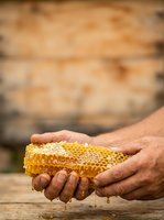 Beekeeper holding honeycomb with dripping honey, showcasing raw organic honey production and beekeeping harvest for agricultural and food industry use.