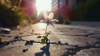 Single white wildflower growing through cracked ground at sunset, backlit by golden sunlight creating ethereal atmosphere with bokeh effect and long shadows.