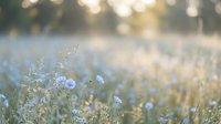 Delicate wildflowers bloom in soft morning light with dreamy bokeh background creating peaceful natural meadow scene for wellness and mindfulness content.