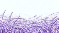 Purple lavender field sketch with flowing grass and wheat stalks in minimalist line art style for botanical design projects.