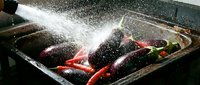 Young Asian male chef washing fresh red chili peppers and eggplants under running water in commercial kitchen sink for food preparation.