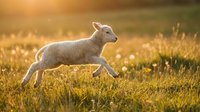 Young lamb running through golden meadow at sunset, ideal for agricultural and farm-related content.