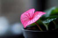 Pink anthurium flower with delicate veined patterns and heart-shaped leaf in black pot against blurred background, macro photography showing intricate natural details.