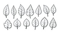 Hand-drawn leaf collection with various shapes and vein patterns isolated on white background for botanical designs and nature projects.