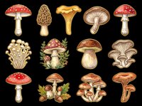 Mushroom varieties isolated on transparent background, ready for t-shirt designs, clipart, stickers, sublimation and print-on-demand products. Includes red toadstools, golden chanterelles, morels and woodland fungi illustrations.