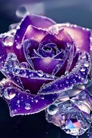 Purple rose with morning dew drops and water droplets creating magical sparkle effect in macro photography. Petals covered in crystal clear dewdrops catch light.