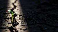 Small green plant seedling growing through crack in dry cracked earth soil, symbolizing hope, resilience, perseverance and new life emerging from harsh conditions.