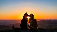 Two cats sitting together watching golden sunset over mountains, silhouetted against warm orange sky, peaceful moment of companionship and tranquility.