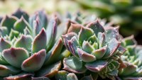 Colorful succulent plants with pink and green leaves growing in natural garden setting, perfect for botanical and gardening projects.