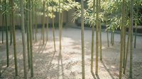 Serene bamboo grove with tall green stalks creating natural patterns and filtered sunlight on peaceful garden pathway for zen meditation spaces.