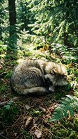 Wild fox sleeping peacefully in lush green forest surrounded by ferns and natural woodland vegetation creating serene wildlife habitat scene.