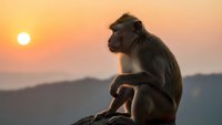Contemplative monkey sitting on rock during golden sunset with mountain landscape background, wildlife photography concept for nature and meditation themes.