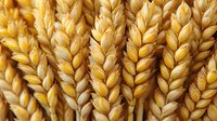 Golden ripe wheat ears close up macro shot showing detailed grain texture and natural patterns, agricultural harvest background for food industry and farming concepts.