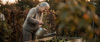Senior Caucasian man in gray sweater watering plants in autumn garden with metal watering can during golden hour sunset light for gardening content.