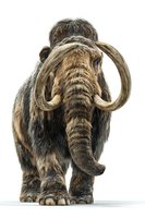 Woolly mammoth with large curved tusks isolated on white background, prehistoric extinct animal for educational and scientific content.