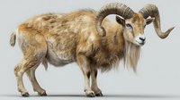 Majestic wild mountain sheep with large curved horns standing in profile on white background, isolated for wildlife and conservation projects.