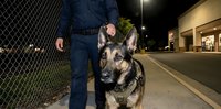 Police officer with German Shepherd K9 dog patrolling urban street at night for law enforcement security work.