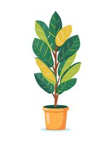 Decorative potted ficus plant with green and yellow leaves on brown stem in orange ceramic pot, isolated on white background for home decor designs.