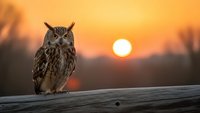 Majestic owl perched on wooden fence at golden sunset with warm orange sky. Wildlife photography capturing nocturnal bird of prey in natural habitat during twilight hour.