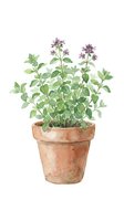 Potted oregano plant with purple flowers and green foliage in terracotta container, isolated on white background for culinary and gardening design projects.