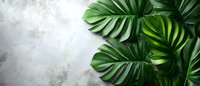 Fresh monstera deliciosa leaves arranged on textured gray concrete background, creating modern minimal composition with copy space for wellness and spa designs.