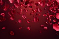 Romantic red rose petals falling and floating against deep burgundy background for Valentine's Day, wedding, love celebration and romantic occasions.