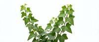 Isolated green ivy plant with climbing vines and heart-shaped leaves on transparent background, ready for design projects, web graphics, and digital compositions.