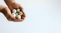 Male hand holding speckled quail eggs on white background, suitable for food, cooking, nutrition, and culinary design projects.