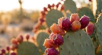 Prickly pear cactus with ripe red and orange fruits in warm desert sunlight. Natural southwestern landscape with succulent plants and golden hour lighting.