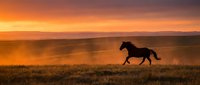 Wild horse galloping across open prairie grassland during golden hour sunset with dramatic orange sky and mountain silhouettes in background.