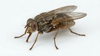 Robber fly isolated on white background, detailed macro view of predatory insect with wings and compound eyes for educational and design use.