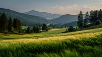 Scenic mountain landscape with lush green wheat field in foreground and forested hills stretching to misty peaks under clear summer sky.