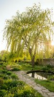 Majestic weeping willow tree in tranquil garden setting with stone pathway, pond reflection and warm sunlight filtering through drooping branches creating peaceful atmosphere.